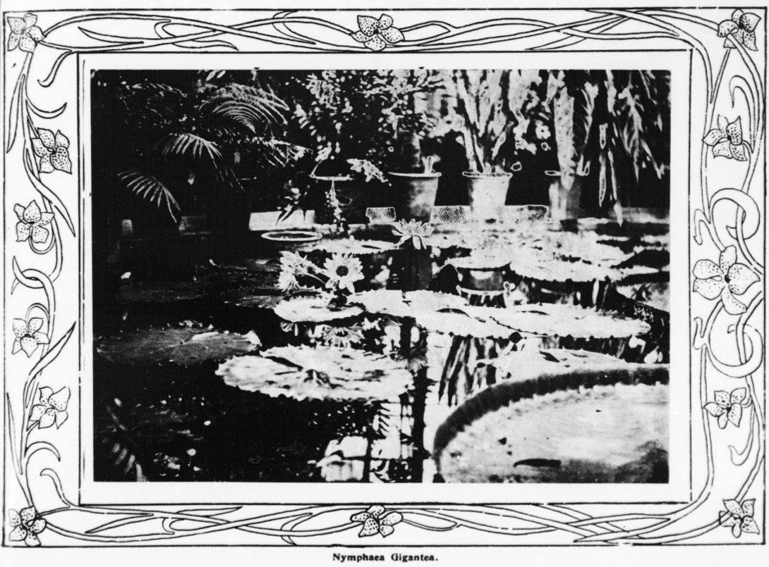 Black and white photograph of lily pads on a pond surrounded by garden, with a floral boarder around the image